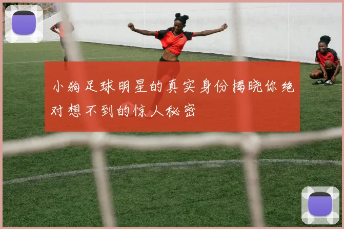 小狗足球明星的真实身份揭晓你绝对想不到的惊人秘密